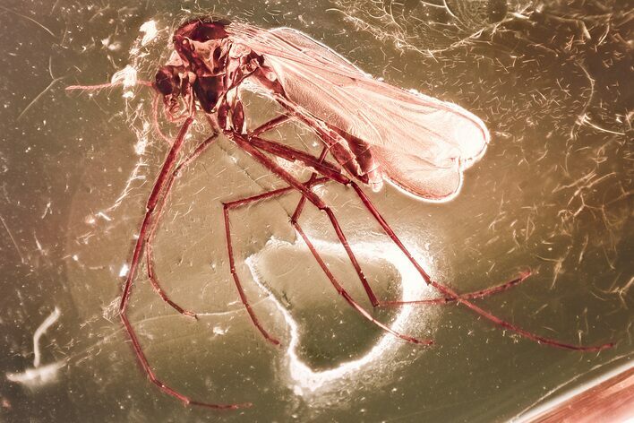 Large Fossil True Midge (Chironomidae) in Baltic Amber #381327